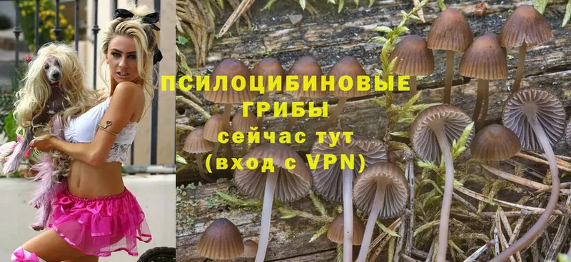 Псилоцибиновые грибы Psilocybine cubensis  Кызыл 